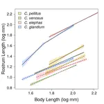 Morphological allometry and species coexistence