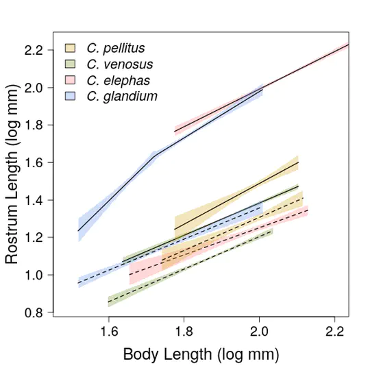 Morphological allometry and species coexistence